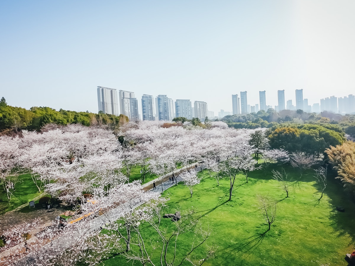 East Lake and Wuhan University cherry blossom 2-day tour Wuhan