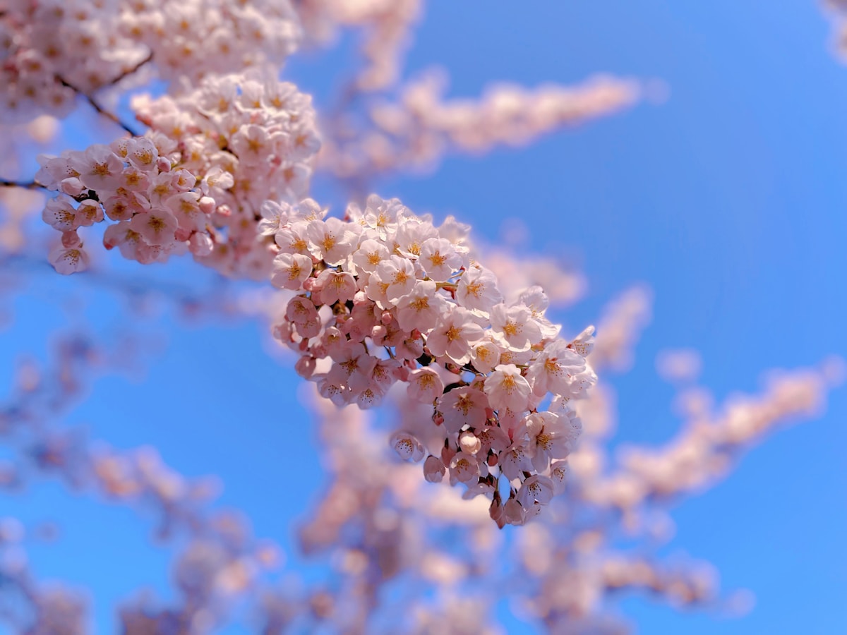 Wuhan University cherry blossom guided tour